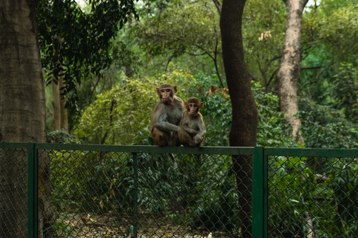 new-delhi-esim-guide